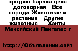 продаю барана цена договорная - Все города Животные и растения » Другие животные   . Ханты-Мансийский,Лангепас г.